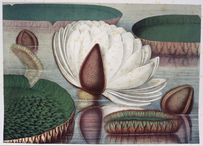 illustration by William Sharp from Victoria regia