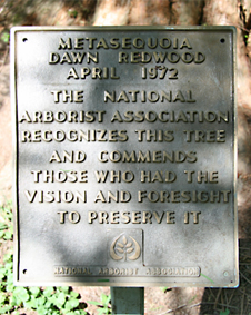  "The National Arborist Association recognizes this tree and commends those who had the vision and foresight to preserve it." It is dated 1972, the year the tree was relocated on campus to its current spot.