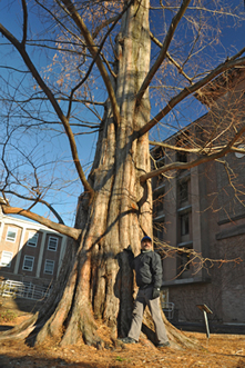 Michael Marcotrigiano, Botanic Garden director, with Smith's Dawn Redwood