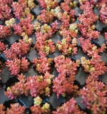 sedum for Ford Hall roof planting