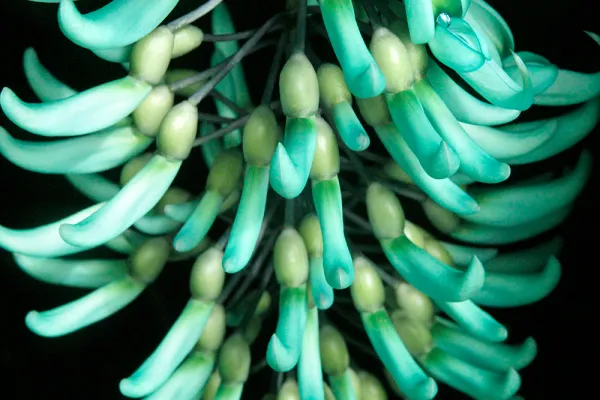 Closeup of the jade flower