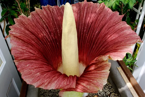 Closeup of the flower of the Titan Arum plant