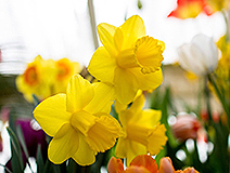 Welcome Spring with the Smith College Bulb Show