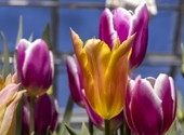 Spring Bulb Show Begins This Weekend