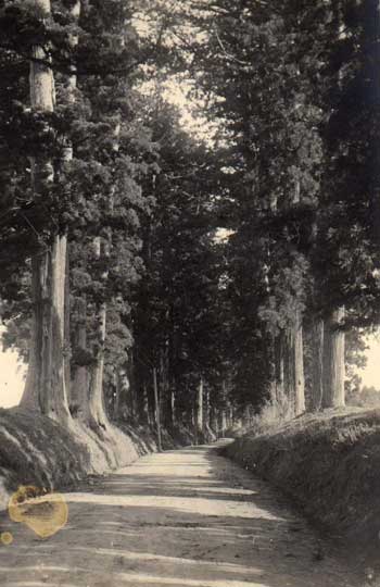 Tochigi-ken, Japan: The Avenue of Giant Cryptomerias. 