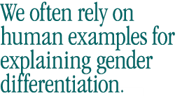 We also often rely on human examples for explaining gender differentiation.