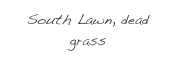 South Lawn, dead grass