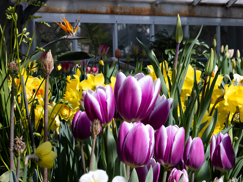 Foreground: dark pink tulips with white edges, background yellow daffodils