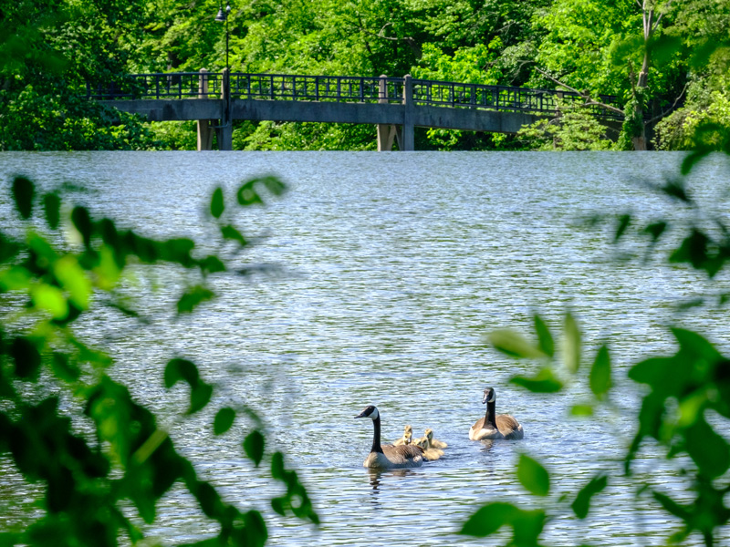 Swimming goose parents and babies in front of a bridge