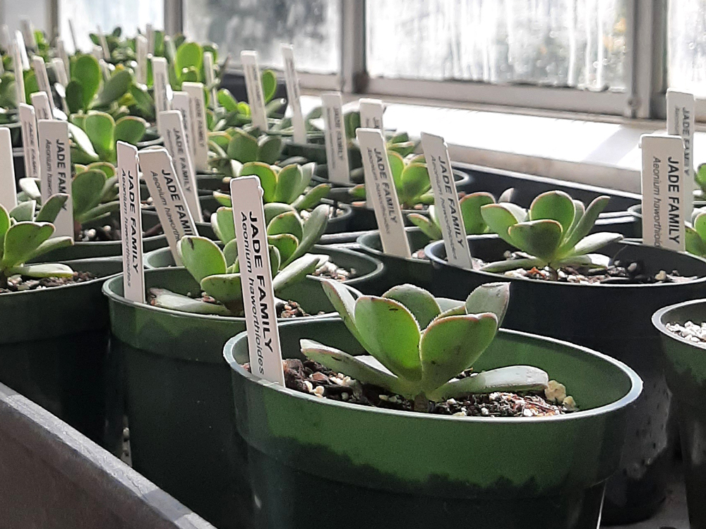 Jade Family plants under sunny windows in the Lyman Observatory
