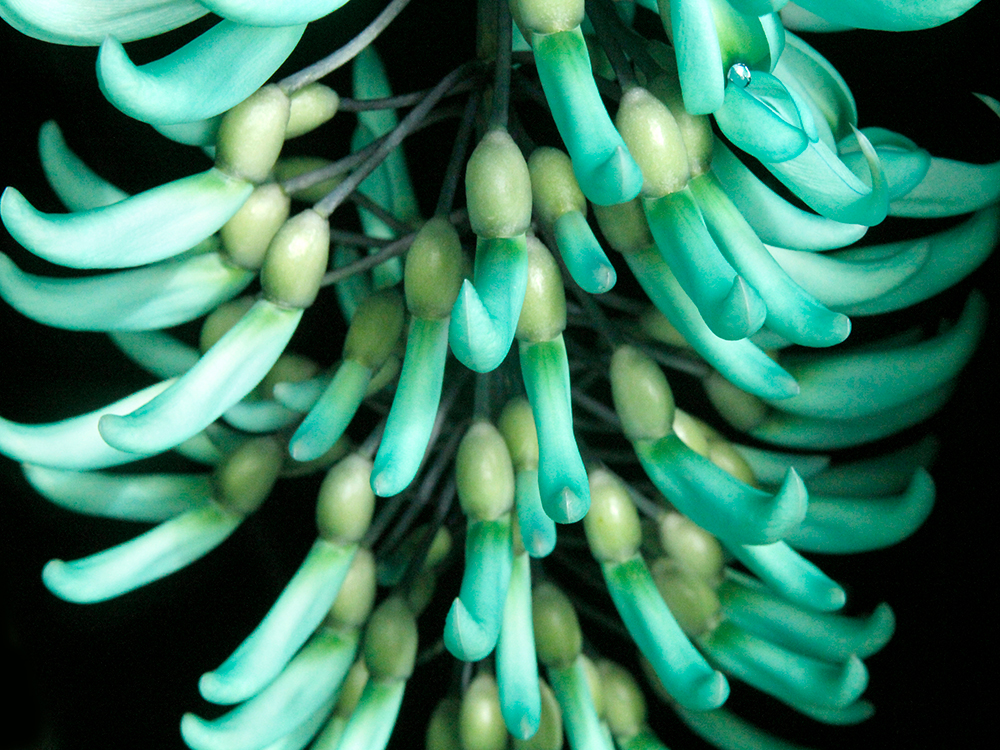 Spectacular Jade Vine Finally Flowers—Again Smith College