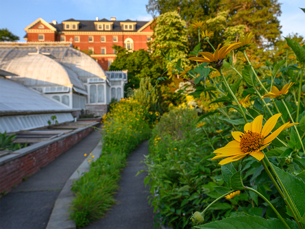 Yellow flowers alongside the Lyman Conservatory with Chapin Hall in the background