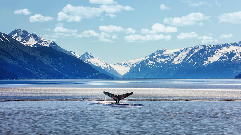 Humpback whale tail with icy mountains backdrop Alaska