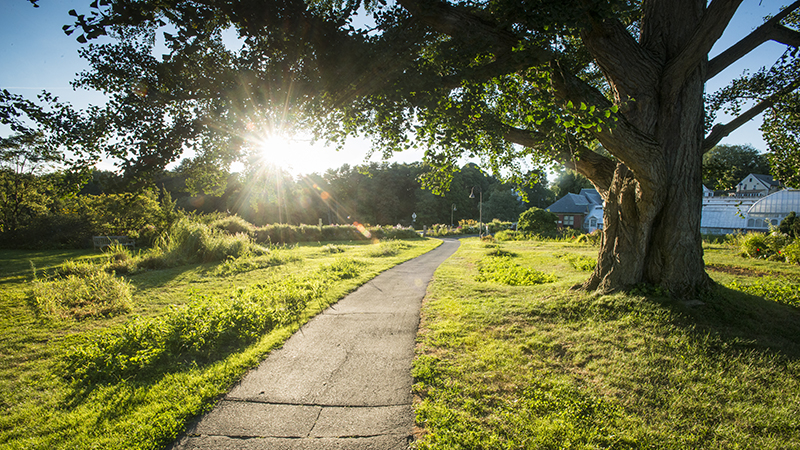 Campus pathway in the summer sun