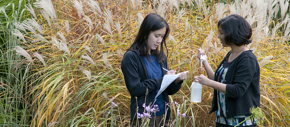 Two Smith students stand in tall grass and take specimen samples