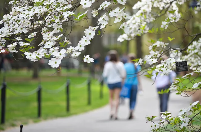 Close-up of a flowering tree on campus with people walking in the background.