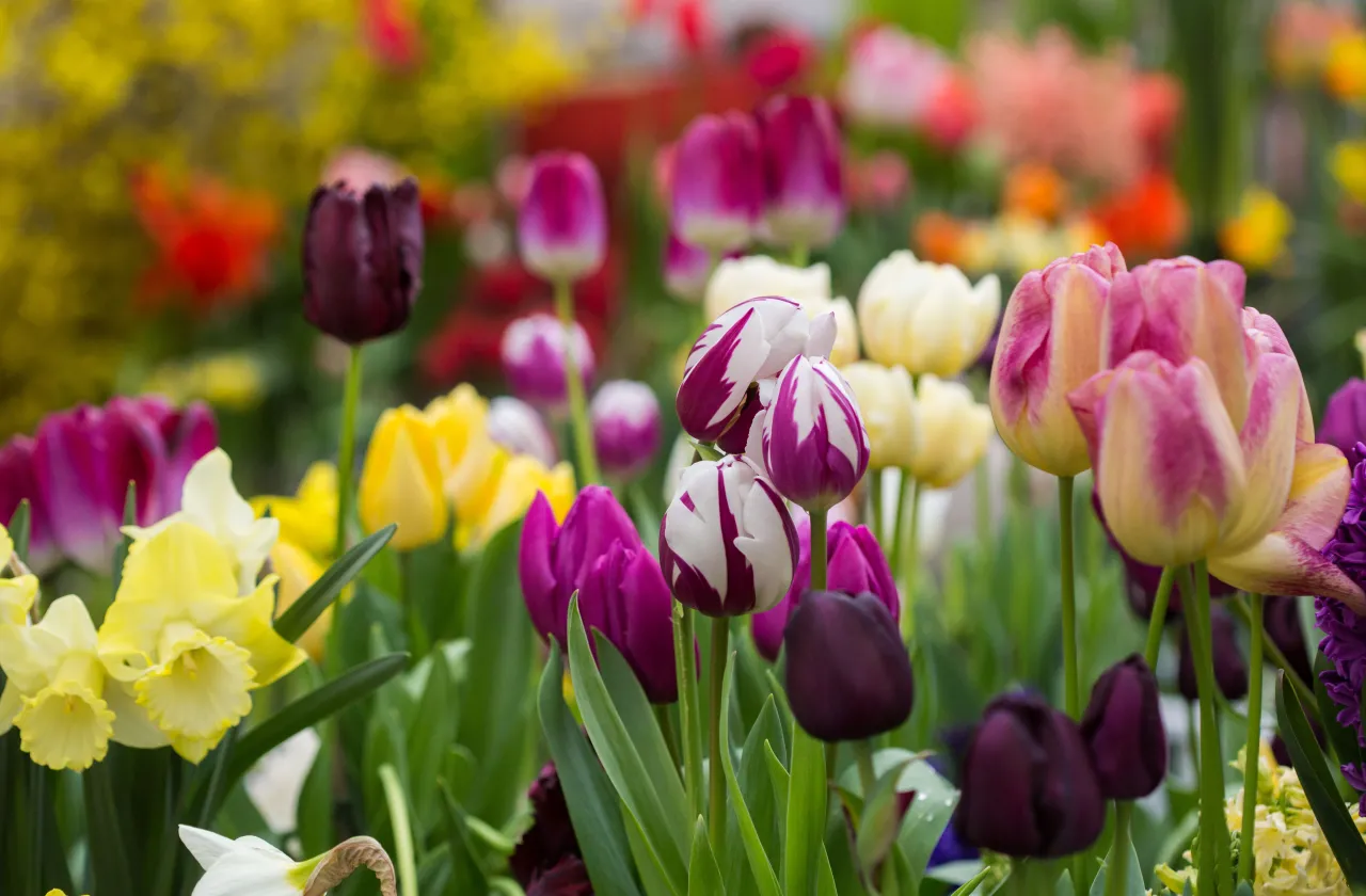 Tulips at the Bulb Show