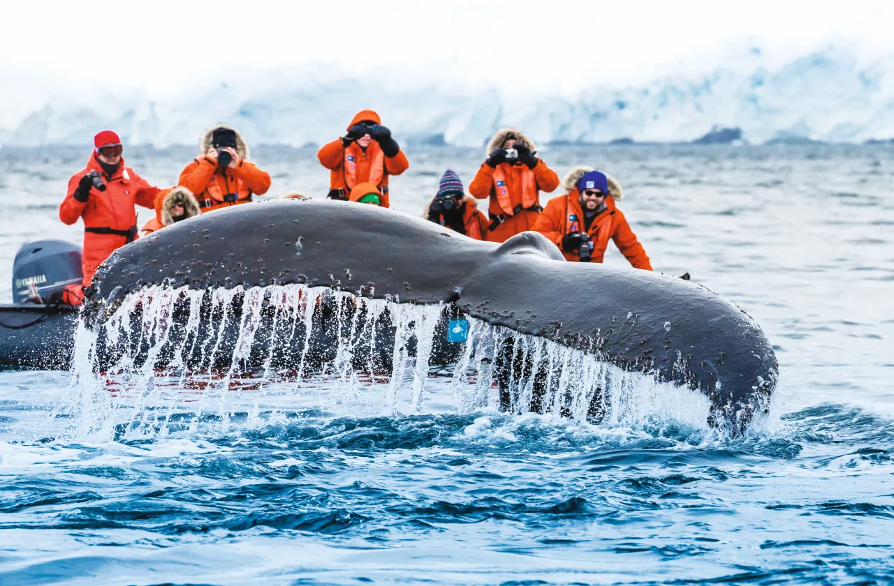A photo of a whale and people taking photos in Antarctica