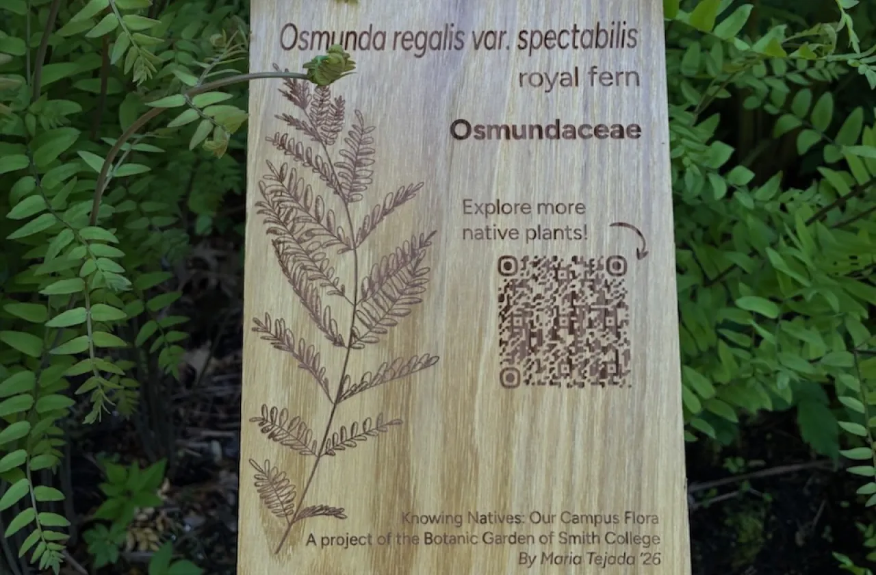 Wooden sign amidst green ferns features botanical illustration and text on Osmunda regalis, royal fern. Includes a QR code for more info.