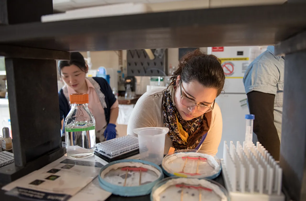 Smith students doing research in Prof. Michael Barresi's zebrafish lab.