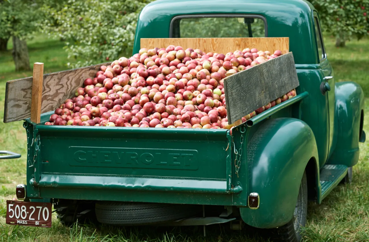 Truck with apples in the back
