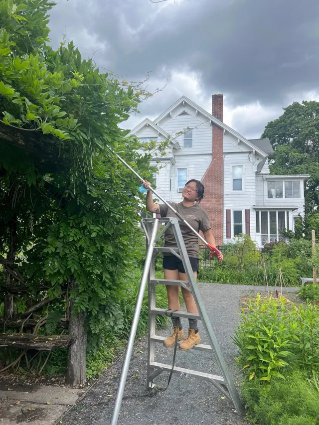 Allie Wornell on a tall ladder pruning plants.