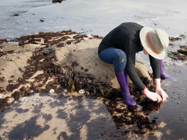 Mary Ellen Hannibal seated on a sand bank at a coastal wetland looking into the water. Photographed from above.