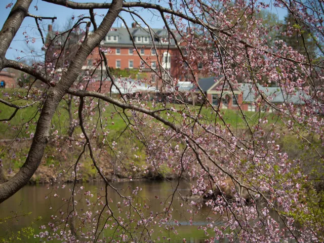 Flowering tree over water with red brick buildings in background