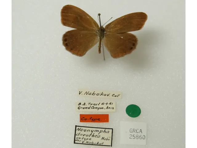 Butterfly specimen labeled V. Nabokov. Cal! B. A. Trail V1-9-41, Grand Canyon, Ariz. Co-type, Neonympha dorothea