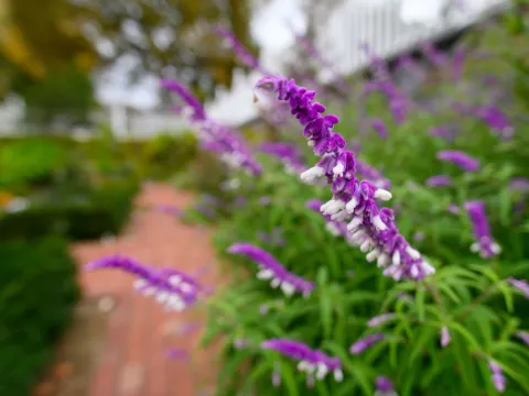 purple flowers near an ornamental shrub