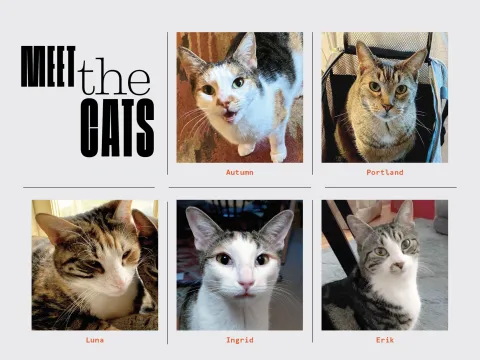Meet the cats: A collage showing all five cats