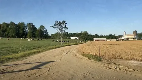 Rural farm scene with road, barn, cows and silo