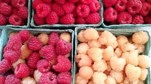 Raspberries in the summer of COVID 2020