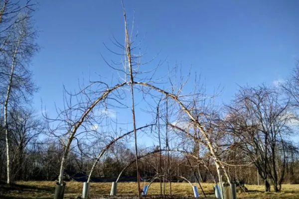 The Arches, a tree sculpture by Dan Ladd
