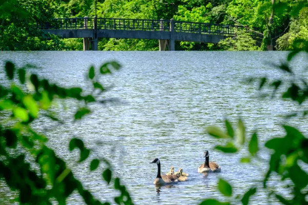 Swimming goose parents and babies in front of a bridge