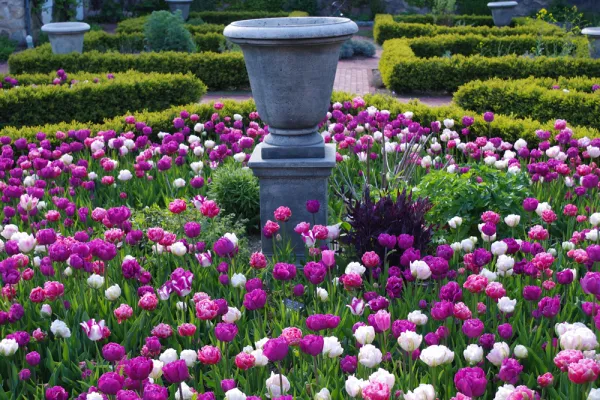 Tulips surrounding a stone urn bordered by square topiaries