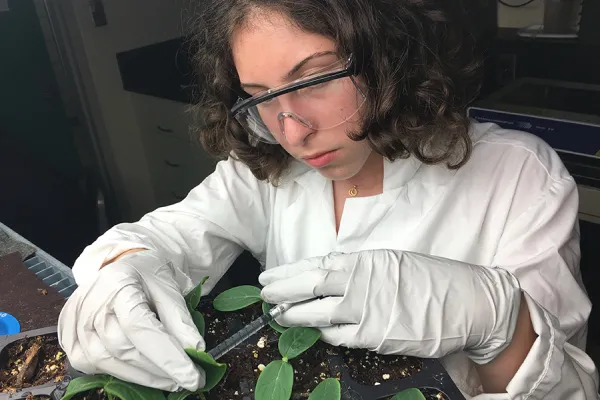 Lara Brown '22 injects bacteria into cucumber leaves to make them glow during a summer research assignment.