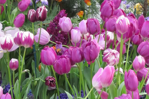 Closeup of pink tulips and other flowers