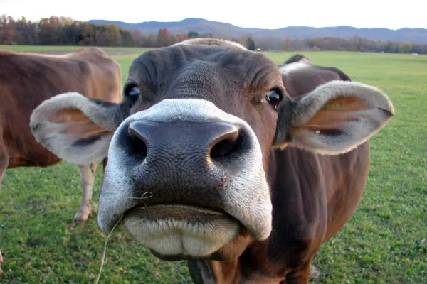 Clifford the Cow noses the camera