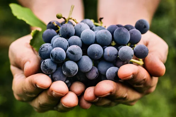 Two hands full of blueberries
