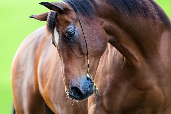 A horse in a green pasture