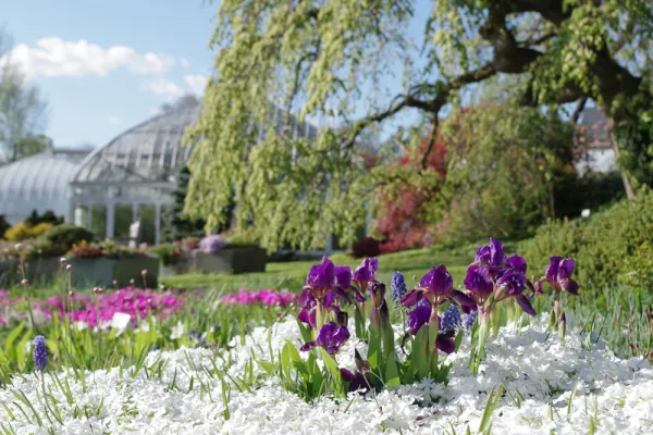 Irises among white flowers with the Lyman conservatory in the background