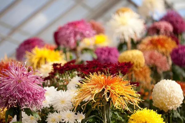 Closeup of mum blooms in various colors