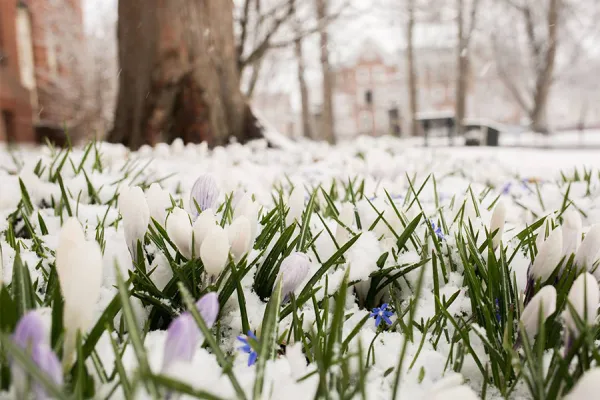 Spring flowers in the snow