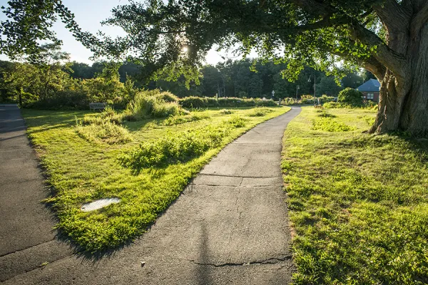 Campus paths near the botanic garden in the summer