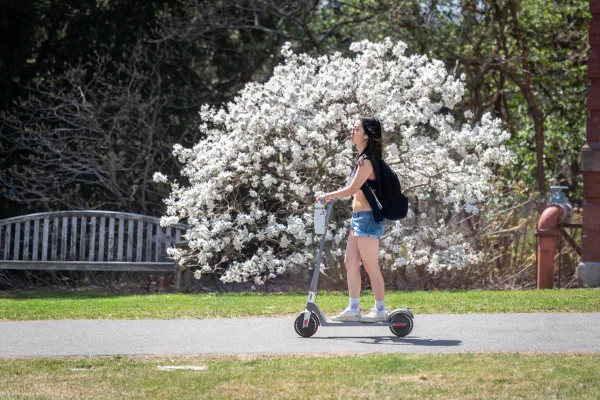 A student on a scooter riding by a flowering white tree on campus