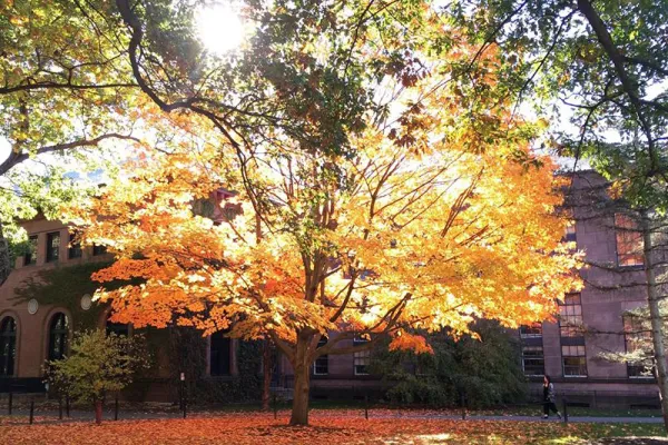 Tree in autumn at Smith College on Seelye lawn