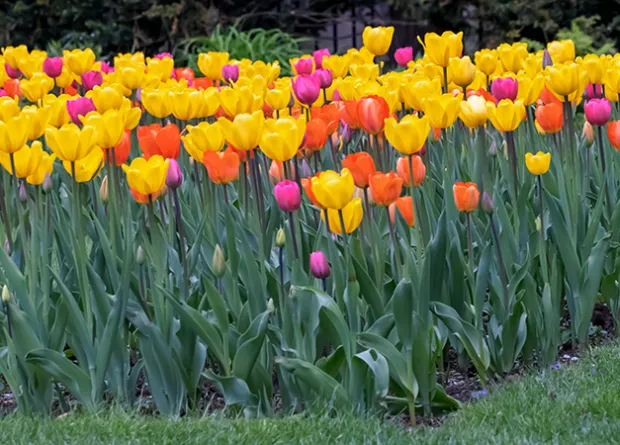 a colorful array of tulips 