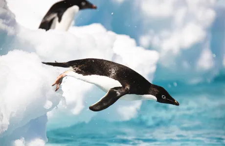 A penguin jumping off ice into the water