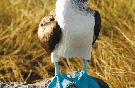 A blue-footed booby standing on a rock